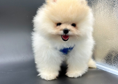 Pomeranian Boo Yavrular